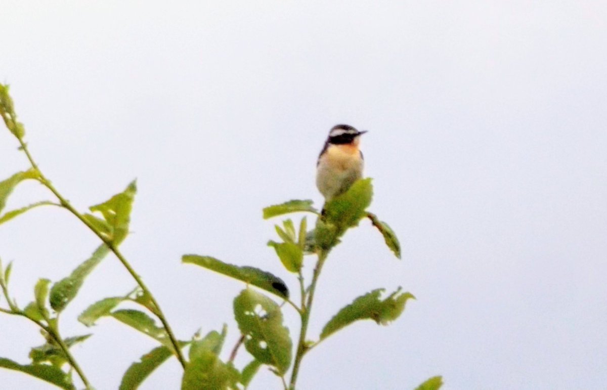 HPaluste's tweet photo. Kadakatäks
#birdsphotos #BirdsTwitter #birdsphotography #NaturePhotography https://t.co/dtrWKFdJFF