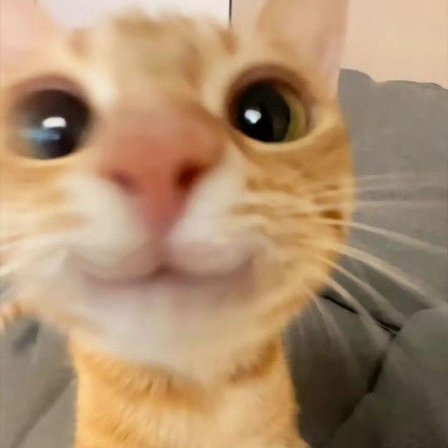 Marc 'Reaxys' Seidl ๐ฆ๐น (@reaxysr6s) on Twitter photo Central combine Quals #2 today. Surely no delay to today right?
Kittens:
<a href="/ReaxysR6s/">Marc 'Reaxys' Seidl ๐ฆ๐น</a> ๐
<a href="/Pangoro_r6/">Pangoro๐ณ๐ฑ</a> ๐ธ
<a href="/Framework_1/">Framework</a> ๐ผ
<a href="/Hmcy_/">Hmcy</a>๐พ
<a href="/Nono_R6/">Nono.-</a> ๐ป Central combine Quals #2 today. Surely no delay to today right?
Kittens:
<a href="/ReaxysR6s/">Marc 'Reaxys' Seidl ๐ฆ๐น</a> ๐
<a href="/Pangoro_r6/">Pangoro๐ณ๐ฑ</a> ๐ธ
<a href="/Framework_1/">Framework</a> ๐ผ
<a href="/Hmcy_/">Hmcy</a>๐พ
<a href="/Nono_R6/">Nono.-</a> ๐ป