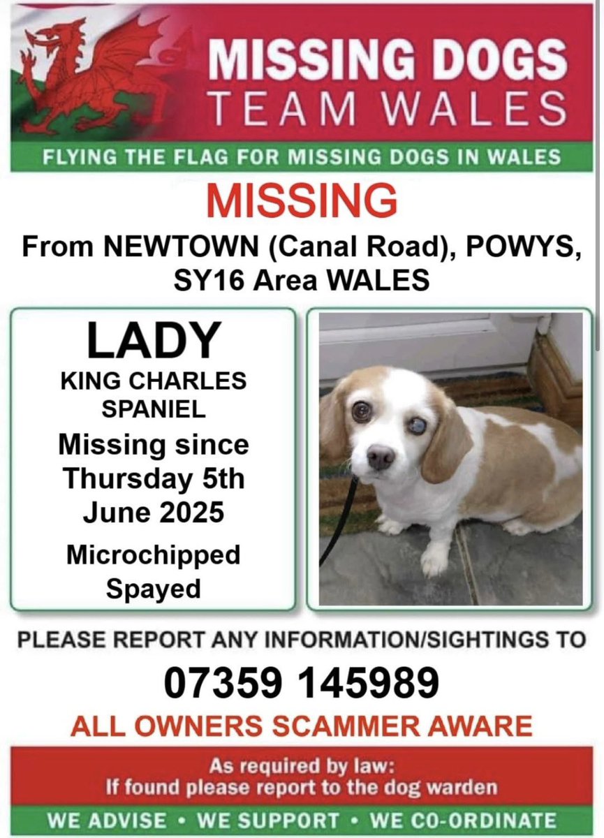 🚨 #seniordogalert MISSING SINCE 5th JUNE 2025 - Please Retweet To Help Find Lady For Her Elderly Owner🚨

Lady is an adopted dog. Blind in left eye &amp; very timid. We need to get her home

Spooked on a walk &amp; backed out of her collar. Owner is devastated 💔

📍Missing from Canal