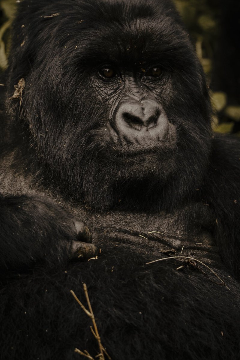 Gorilla Trekking in Uganda 

On my may Vacation, I happened have the early morning gorilla experience before i hiked Mt Muhabura.

There is only one Gorilla group in Mgahinga National Park, unlike Other groups having one Silver back, The Nyakigezi group has 3 silver Backs with