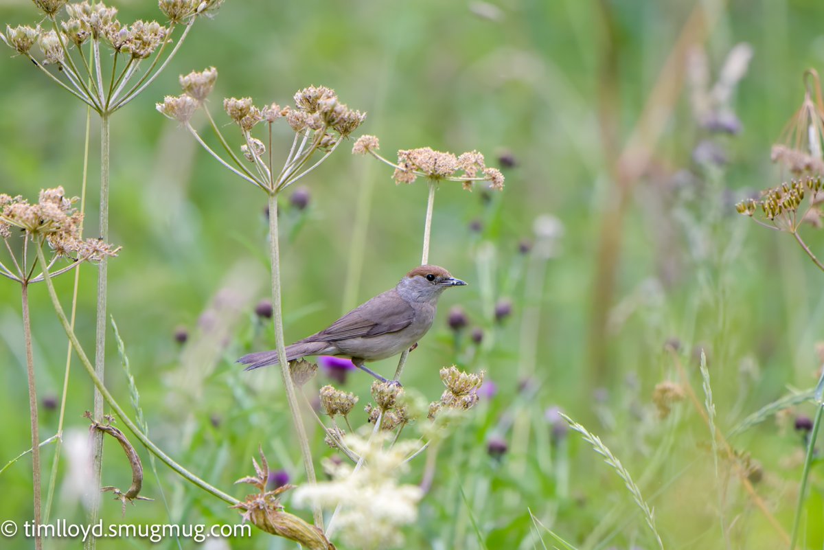 Tim Lloyd (@g6ued) on Twitter photo Blackcap (female) seen at a very warm <a href="/RSPBMiddleton/">RSPB Middleton Lakes</a> on Saturday.
<a href="/Natures_Voice/">RSPB</a> <a href="/MercianBirding/">Mercian Birding</a> Blackcap (female) seen at a very warm <a href="/RSPBMiddleton/">RSPB Middleton Lakes</a> on Saturday.
<a href="/Natures_Voice/">RSPB</a> <a href="/MercianBirding/">Mercian Birding</a>