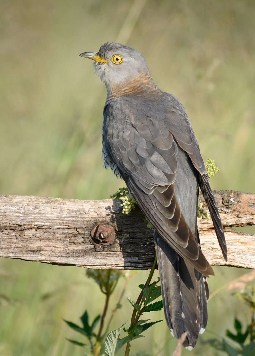 TimothyJonas's tweet image. Had an amazing opportunity to photograph cuckoos and kingfishers yesterday. Don't often do birds but such a privilege to spend a morning in the company of these beauties. Well worth the 4am start!