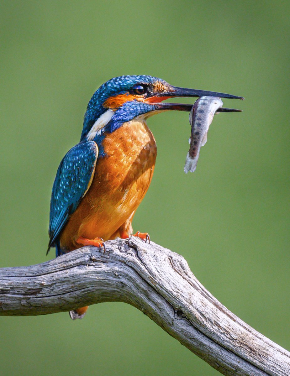 TimothyJonas's tweet image. Had an amazing opportunity to photograph cuckoos and kingfishers yesterday. Don't often do birds but such a privilege to spend a morning in the company of these beauties. Well worth the 4am start!