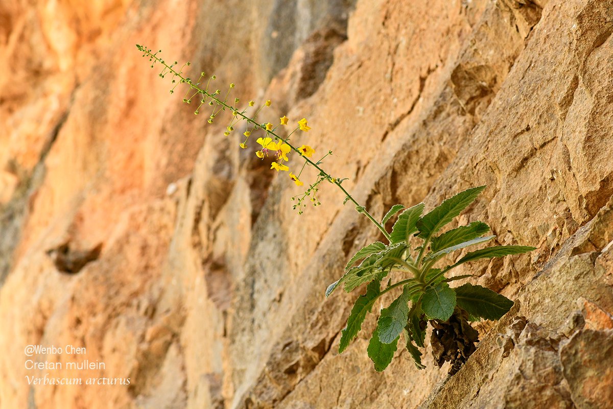 Wenbo77's tweet image. Cretan mullein (Verbascum arcturus) in Imbros Gorge. It is endemic to western Crete and is a chasmophyte, i.e. it occurs in rocky environments and can grow out of vertical cliff faces. (Crete is full of deep gorges, and these gorges provide habitats for many unique plants.)
