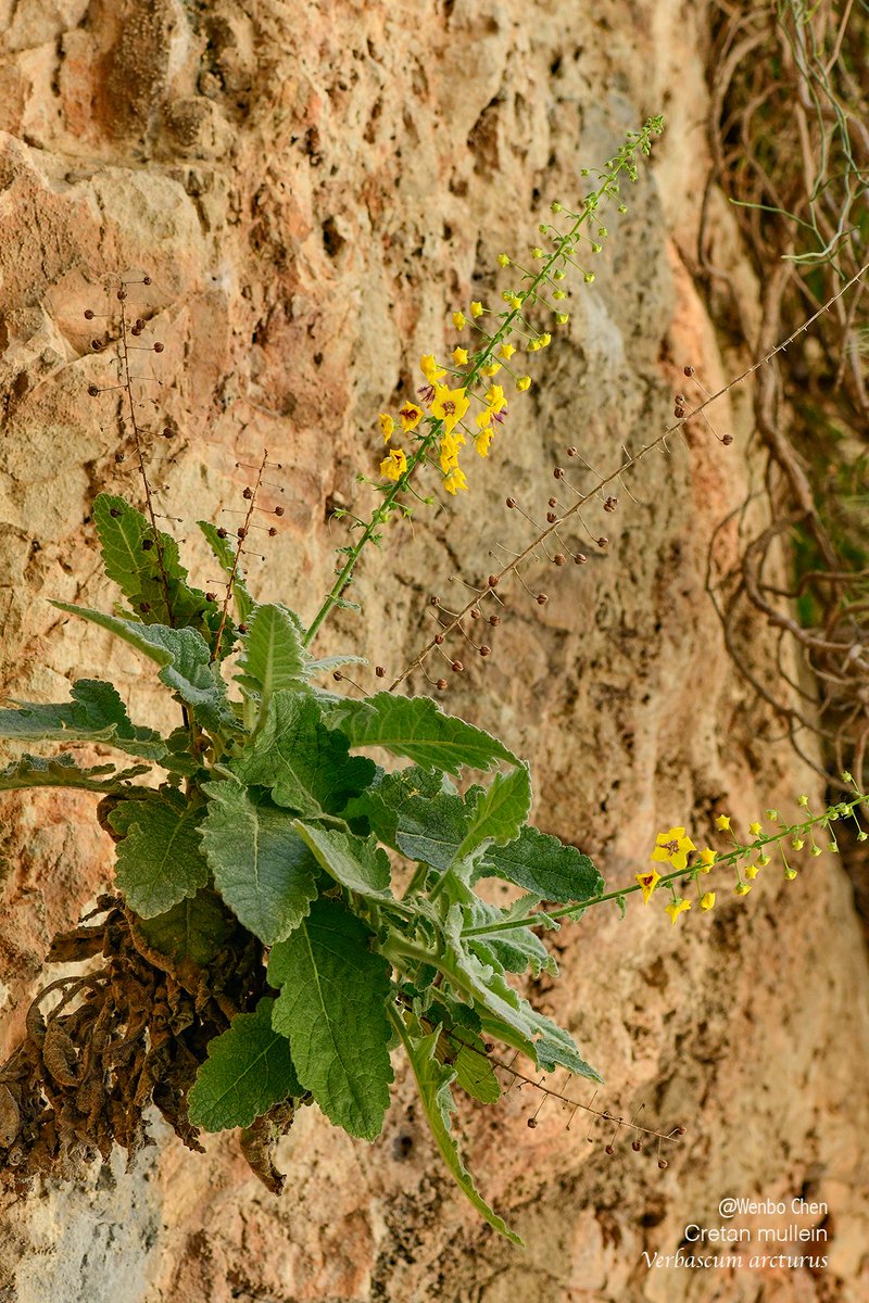 Wenbo77's tweet image. Cretan mullein (Verbascum arcturus) in Imbros Gorge. It is endemic to western Crete and is a chasmophyte, i.e. it occurs in rocky environments and can grow out of vertical cliff faces. (Crete is full of deep gorges, and these gorges provide habitats for many unique plants.)