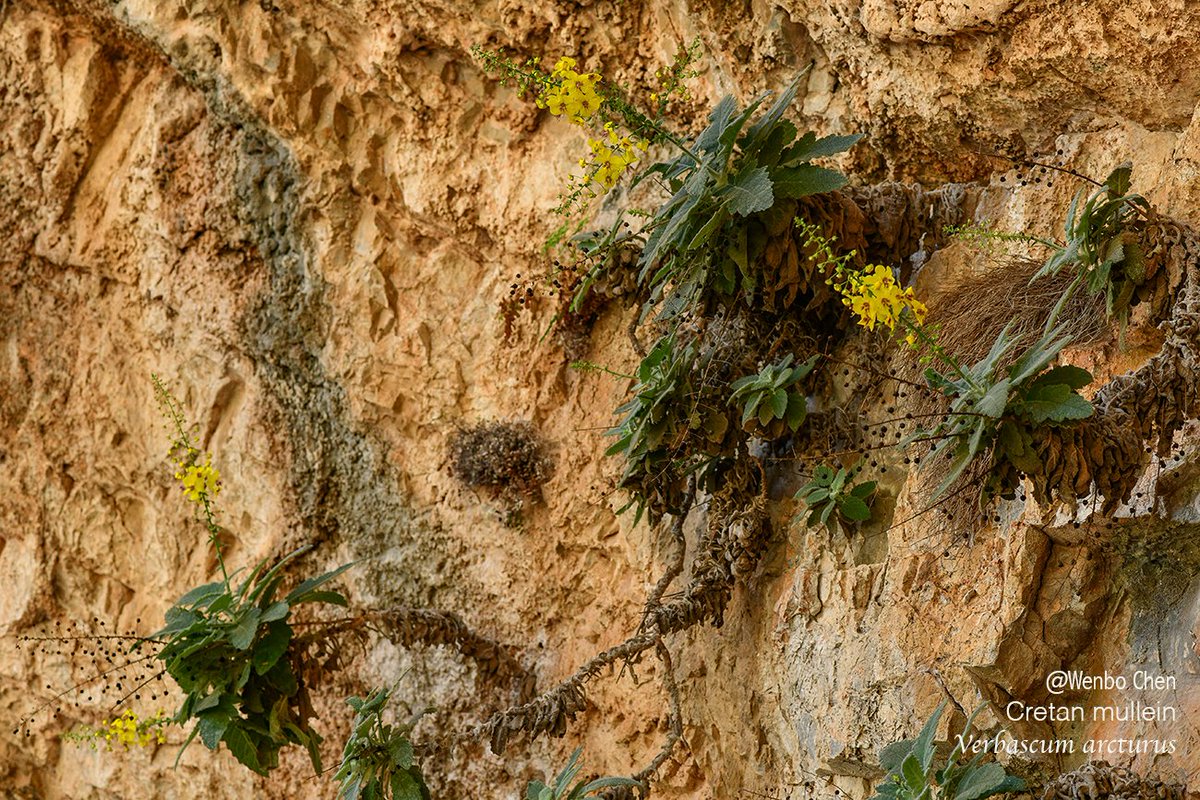 Wenbo77's tweet image. Cretan mullein (Verbascum arcturus) in Imbros Gorge. It is endemic to western Crete and is a chasmophyte, i.e. it occurs in rocky environments and can grow out of vertical cliff faces. (Crete is full of deep gorges, and these gorges provide habitats for many unique plants.)