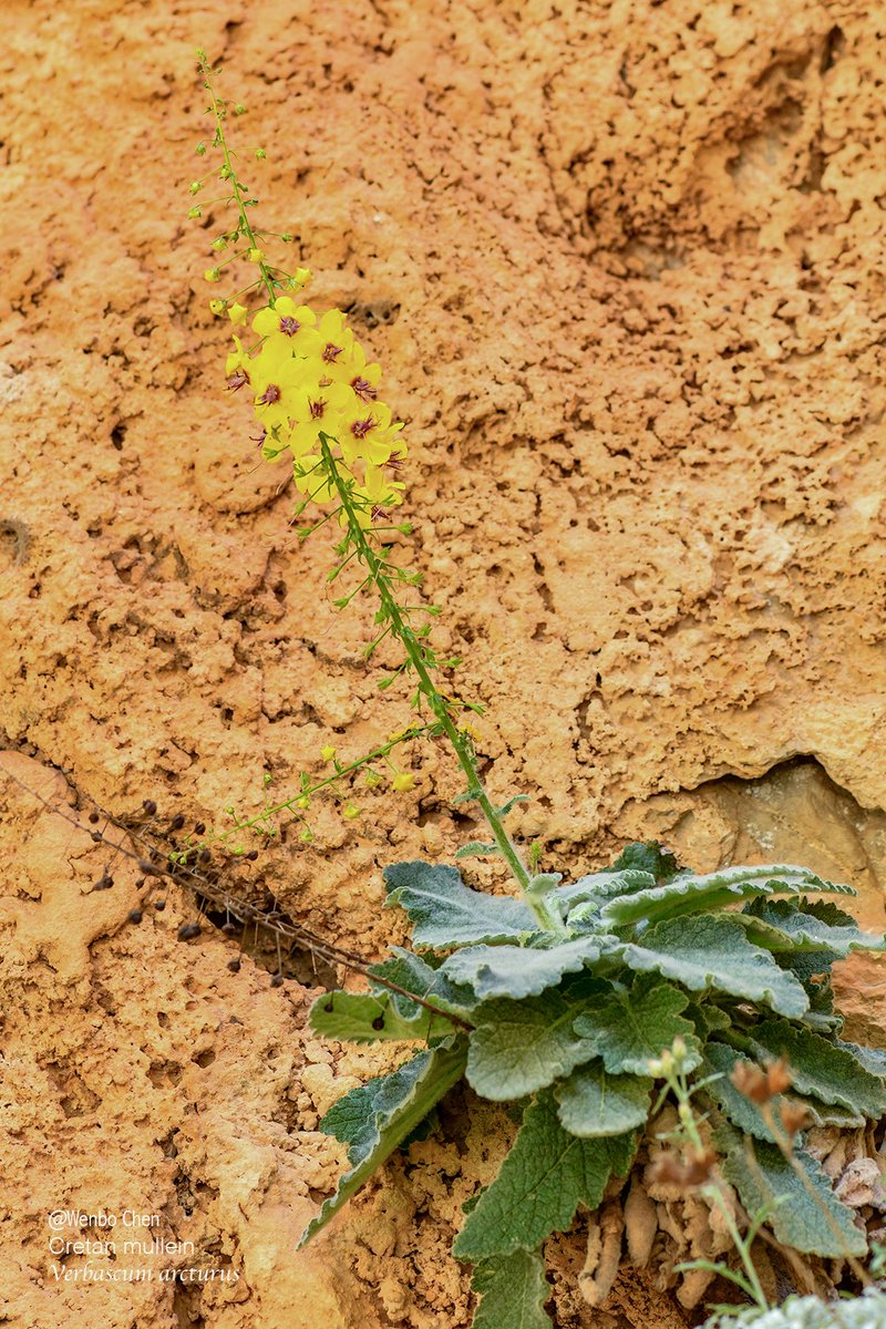 Wenbo77's tweet image. Cretan mullein (Verbascum arcturus) in Imbros Gorge. It is endemic to western Crete and is a chasmophyte, i.e. it occurs in rocky environments and can grow out of vertical cliff faces. (Crete is full of deep gorges, and these gorges provide habitats for many unique plants.)