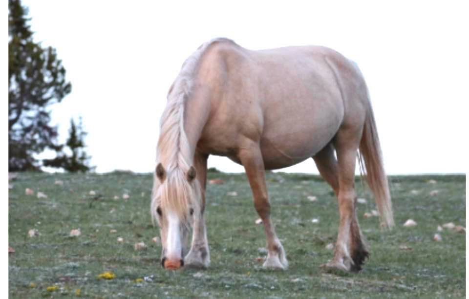 Any day now—Encore may surprise us with a new foal.