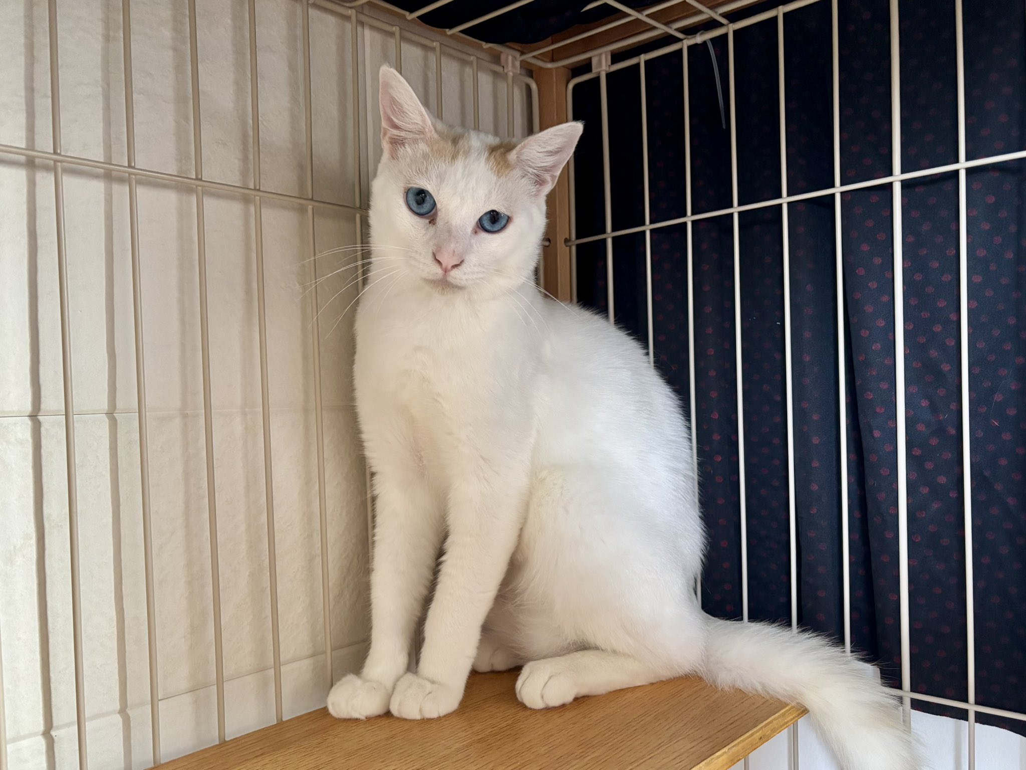 新品 大人気商品  熱海  X: on Cat Muddy キャットフード