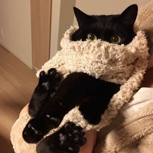 Black cats are not bad luck (@visualscat) on Twitter photo 