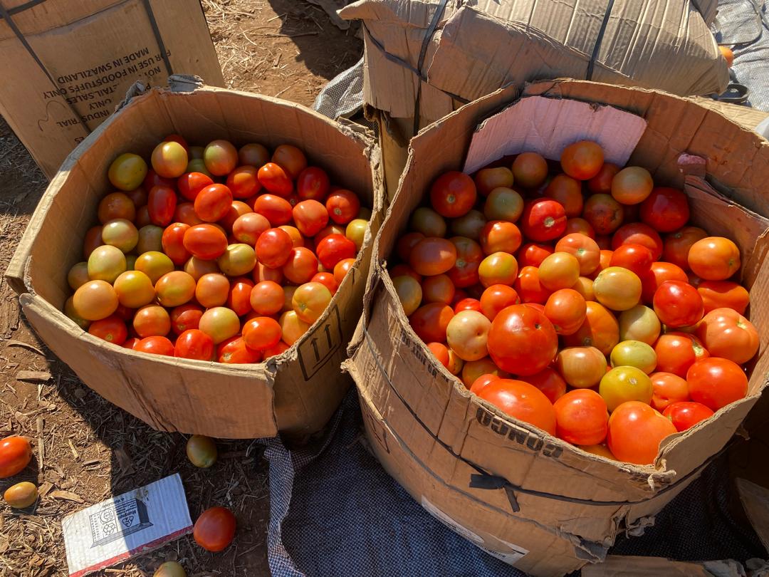 A community of smallholder farmers in Rupangwana which is in Chiredzi district, has transformed their livelihoods by embracing commercial agriculture.

zbcnews.co.zw/commercial-agr…