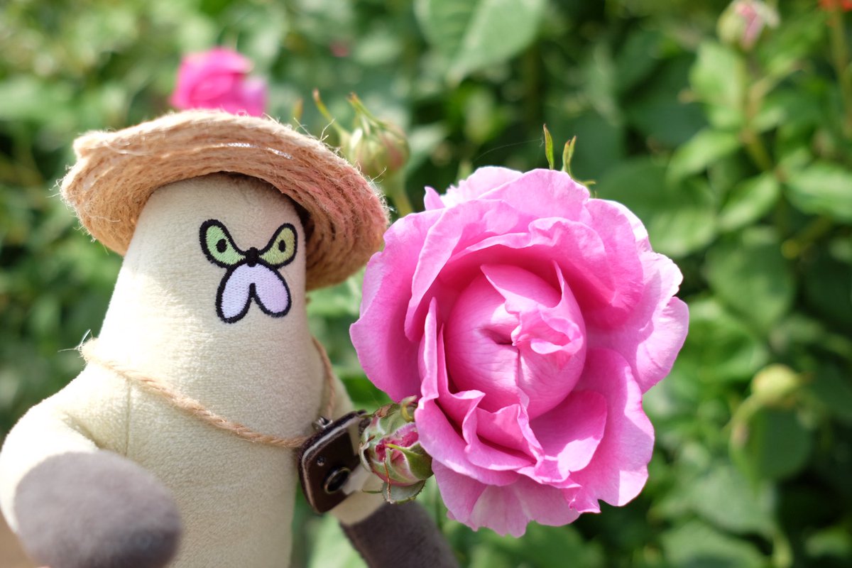 usapis1103's tweet image. バラ園に植物博士ムジーナ現る
#くまみね　#ムジ活
