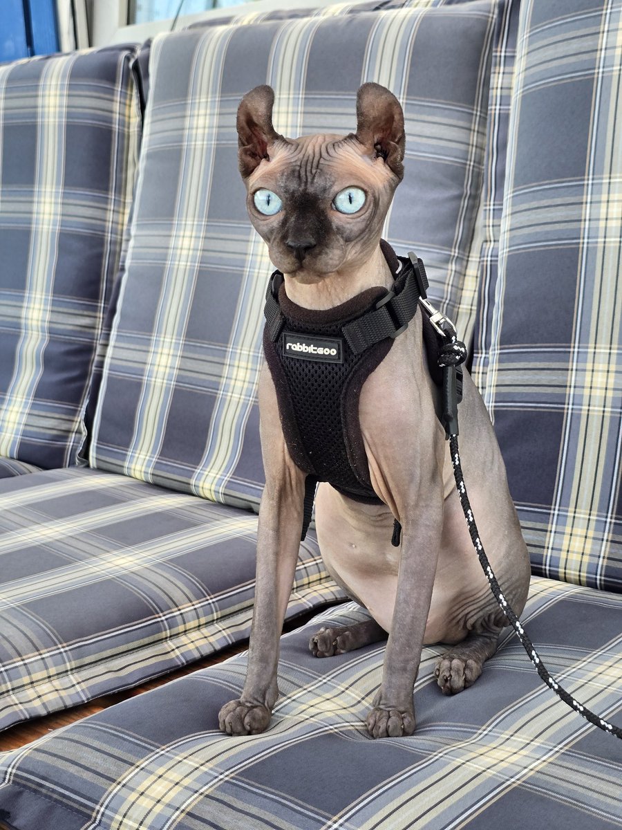 dr.ignaz tweet media