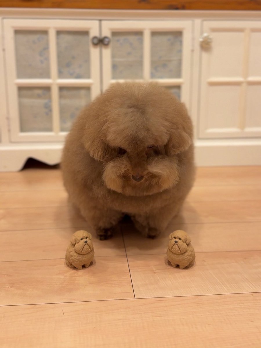 自分と似た犬を見て困惑する親方