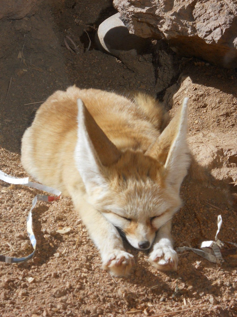 Fennec Every Hour! (@fenneceveryhr) on Twitter photo 