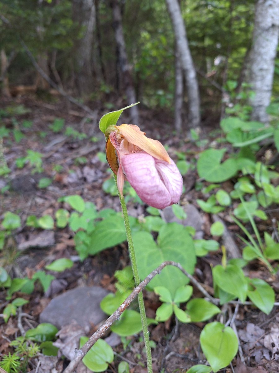 friendof_thedog's tweet photo. #ladyslippers spotted on my evening walk https://t.co/cbb3LbOKzX