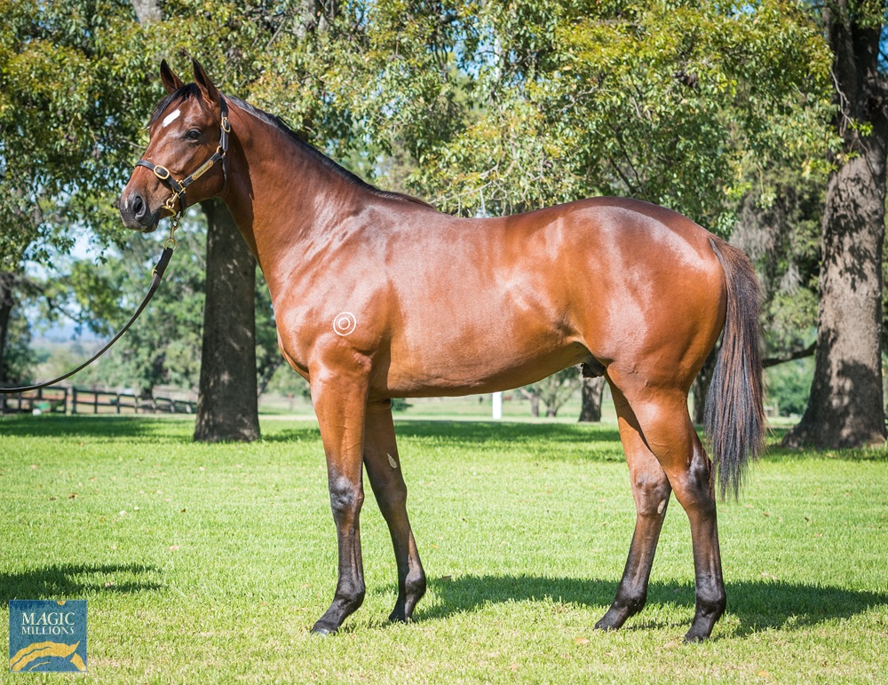 mmsnippets's tweet image. Tonight's @HKJC_Racing G3 winner Copartner Prance (Epaulette) as a yearling at @EdinglassieS before selling for $150,000 at the 2021 Gold Coast Yearling Sale to renowned bloodstock agent John Foote. He's a half to Kobayashi!
Congrats to all connections! 
#ClassOf2021 #MoreMagic