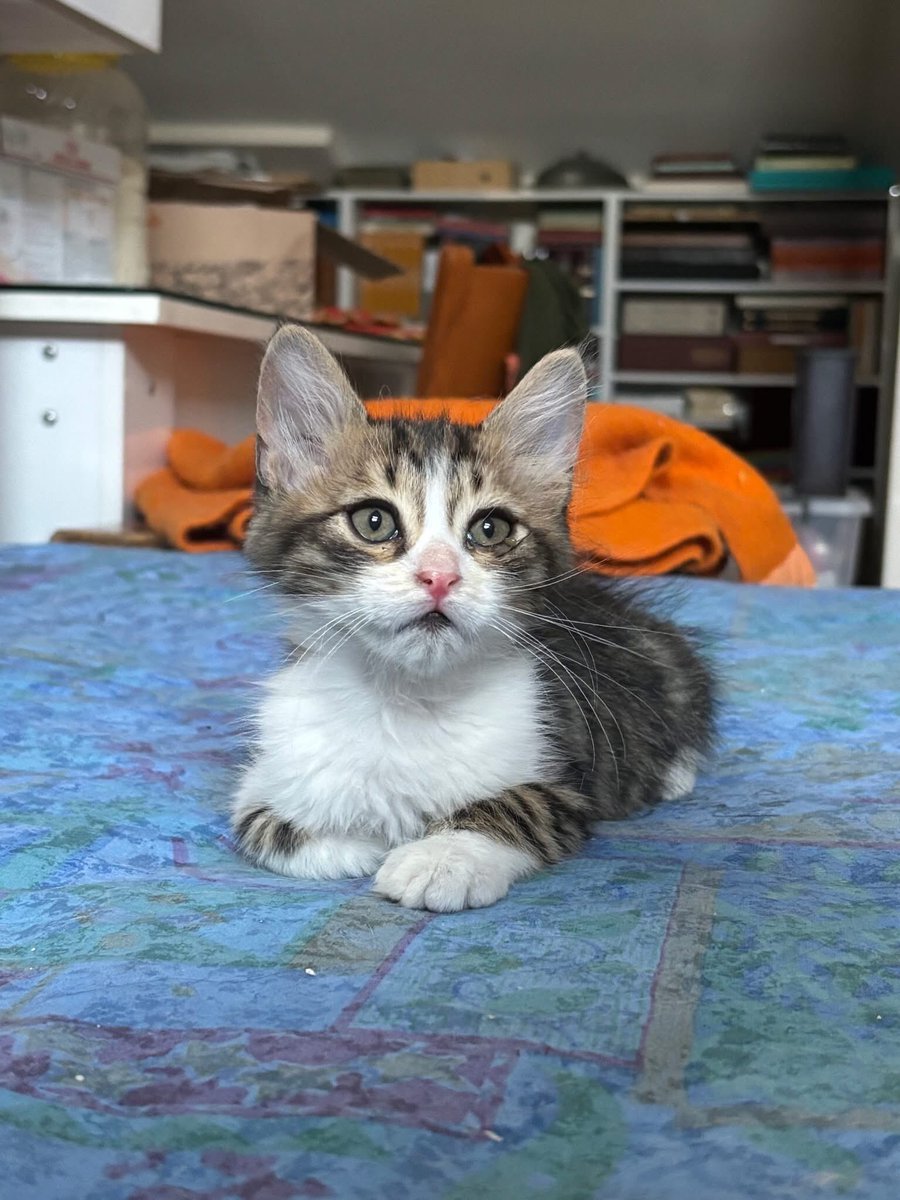 MİNNACIK KARDEŞLER ÖMÜRLÜK YUVALARINI ARIYORLAR 

Yer:Fatih/ İstanbul
İletişim :0536 338 28 70 whatsapp mesaj

Sayın Ak'ın iletisidir: 
"2 aylık çook tatlı kardeşler. Geçici korumadalar, acil yuvalanmaları lazım❤️‍🩹 (Biri dişi biri erkek)Lütfen yalnızca *kedi bakmanın maddi-manevi