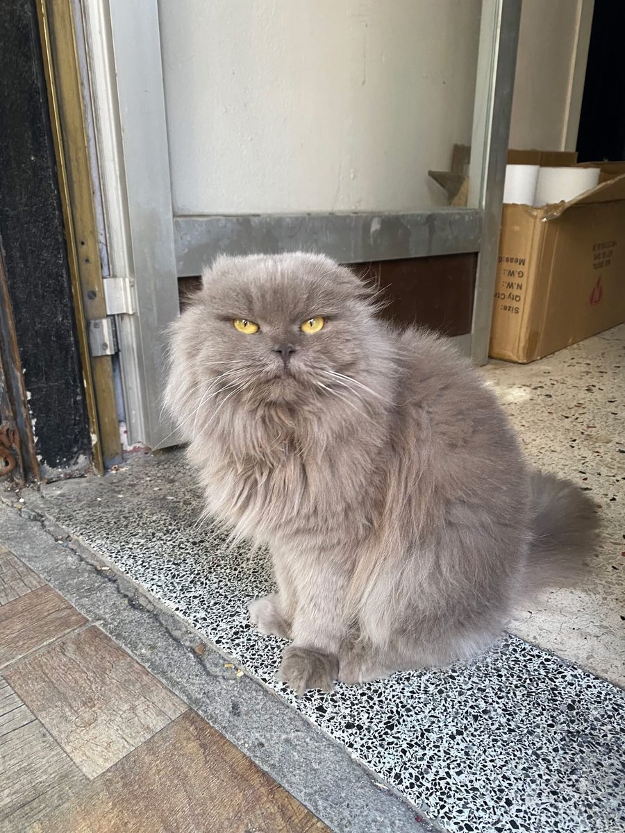 TERK EDİLDİ ! NEDEN ÇÜNKÜ O İNSANLARIN KALBİ YOKTU PEKİ SİZİN BU ÇOCUĞU SEVECEK KALBİNİZ VAR MI ? 

Yer:İstanbul 
İletişim :@ iremmbulatt

Sayın Bulat'ın iletisidir: 
"Besleme bölgemize atılan cins kedi..
Uzun süredir korumamız altında, kısırlaştırıldı.
Yaklaşık 2 yaşında dişi.