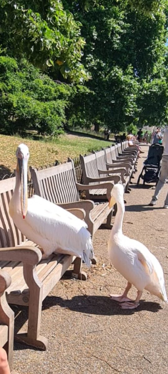 LambleyWi's tweet photo. Day22 #30DaysWild Perhaps not a usual sight to see in London #pelicans making themselves comfortable on the park bench 🤣. @30DaysWild @WomensInstitute @NottsFedWI https://t.co/wzKnCycaXE