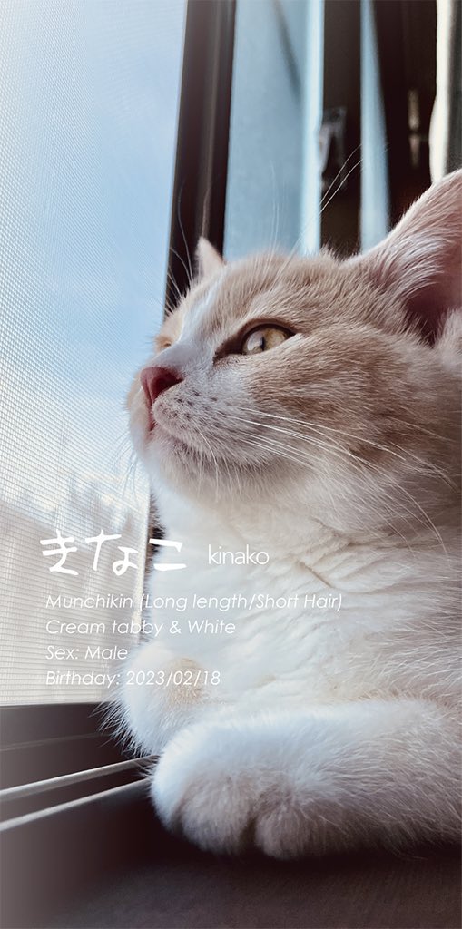 hidepon_knmt's tweet photo. 【Protagonists】🐈きなこ：マンチカン♂2023.2/18〜 🍥なると：スコティッシュF♂2025.2/26〜 🐈‍⬛ポンテ（先代猫さん）：スコティッシュF♀2010.8/2〜2023.4/25   (・ω・。)ワイ：かいぬし♂ 

2025.06.22

#猫 
#猫のいる暮らし
#猫好きさんと繫がりたい 
#マンチカン 
#スコティッシュフォールド https://t.co/ZYbCl5QJjX