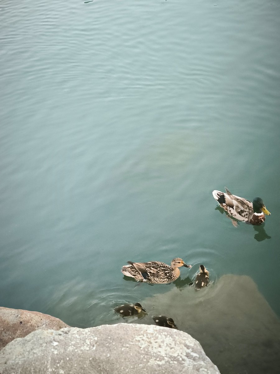 Dr. Paalmipedus 🦆 tweet media