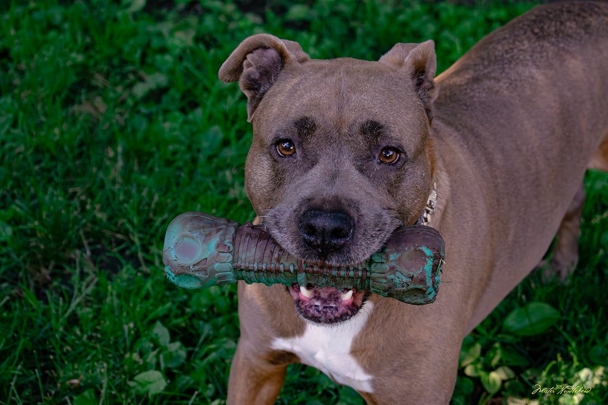ItsMrNoodlehead's tweet photo. Enjoying her toy.

#photograghy https://t.co/2bGx7KHvVa