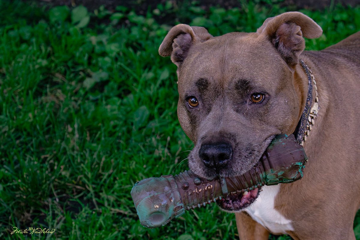 ItsMrNoodlehead's tweet photo. Enjoying her toy.

#photograghy https://t.co/2bGx7KHvVa