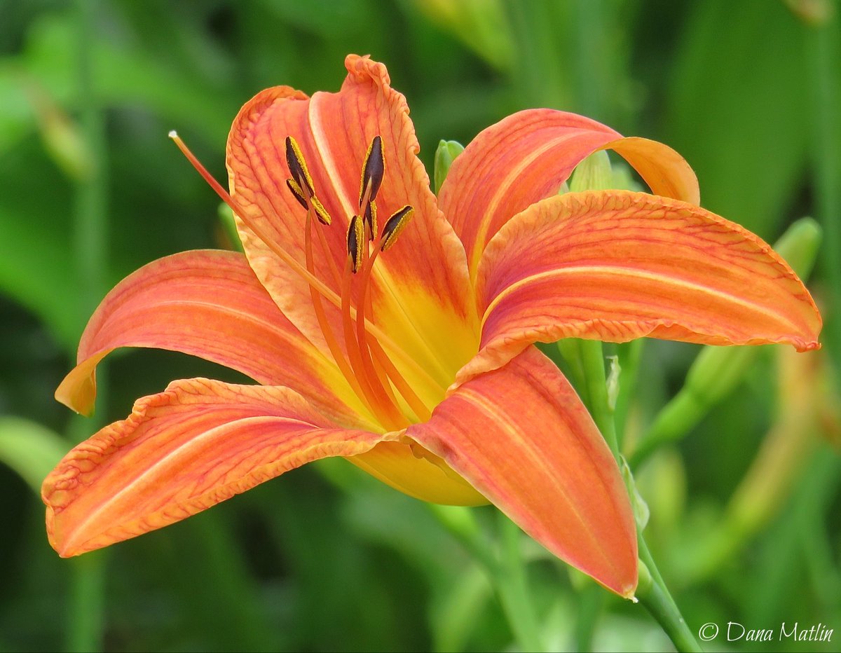 Beautiful orange daylily at the Central Park Pond. #birdcpp #flowers