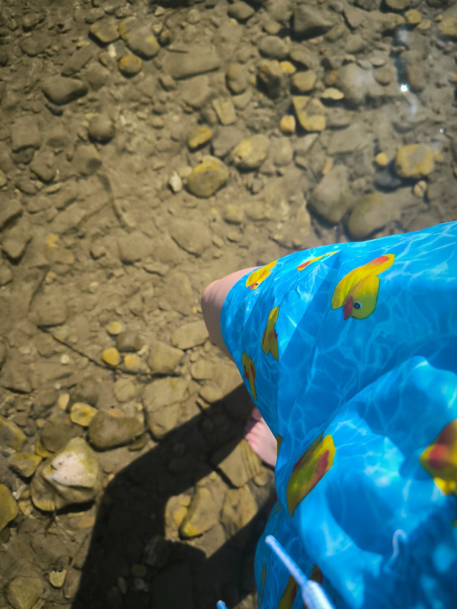 Dr. Paalmipedus 🦆 tweet media