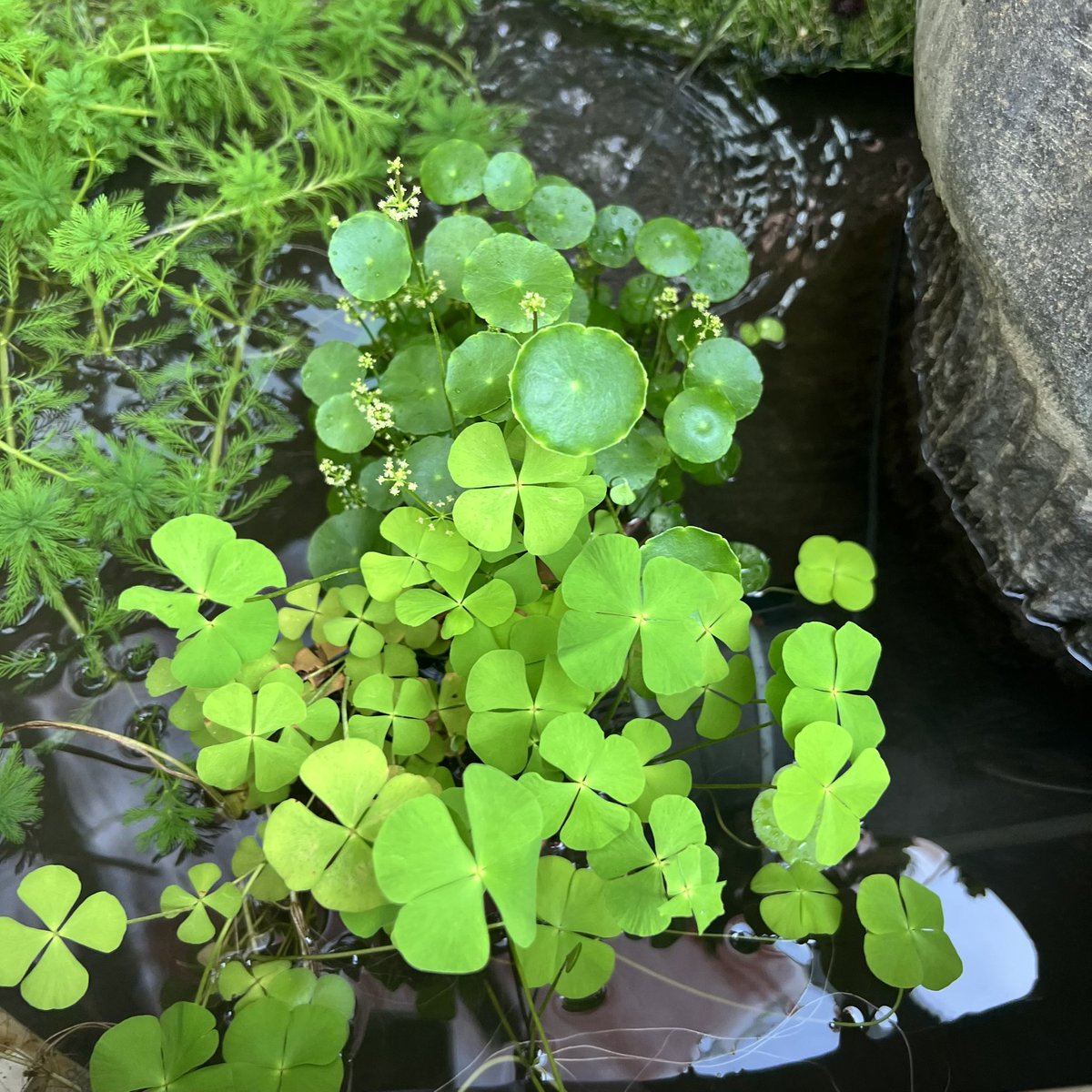 儘管事事不如意
都要同自己講：船到橋頭自然直～