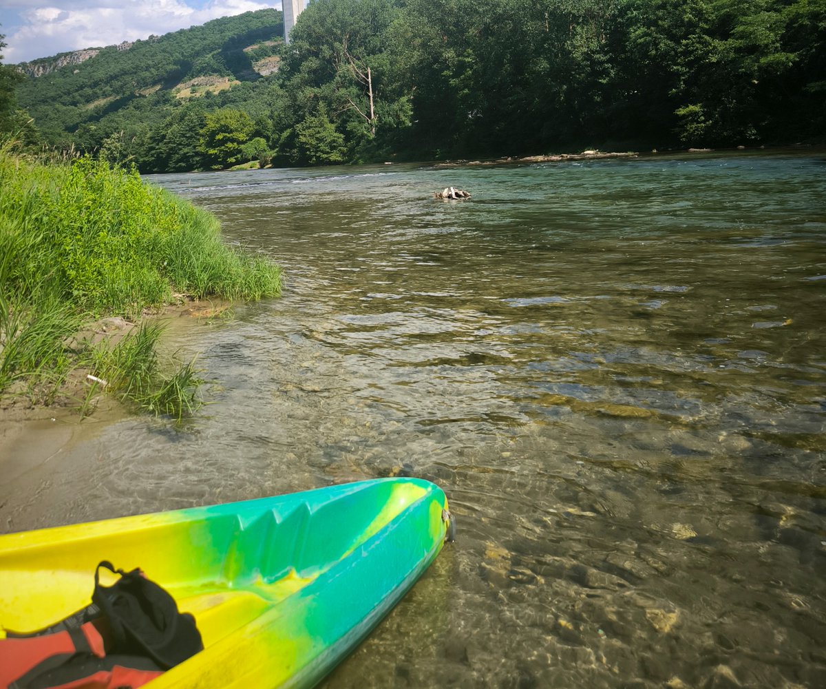 Dr. Paalmipedus 🦆 tweet media