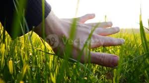 "(💙,🧡)"Tareszca Opatresxca“❤ Memecoin” tweet media