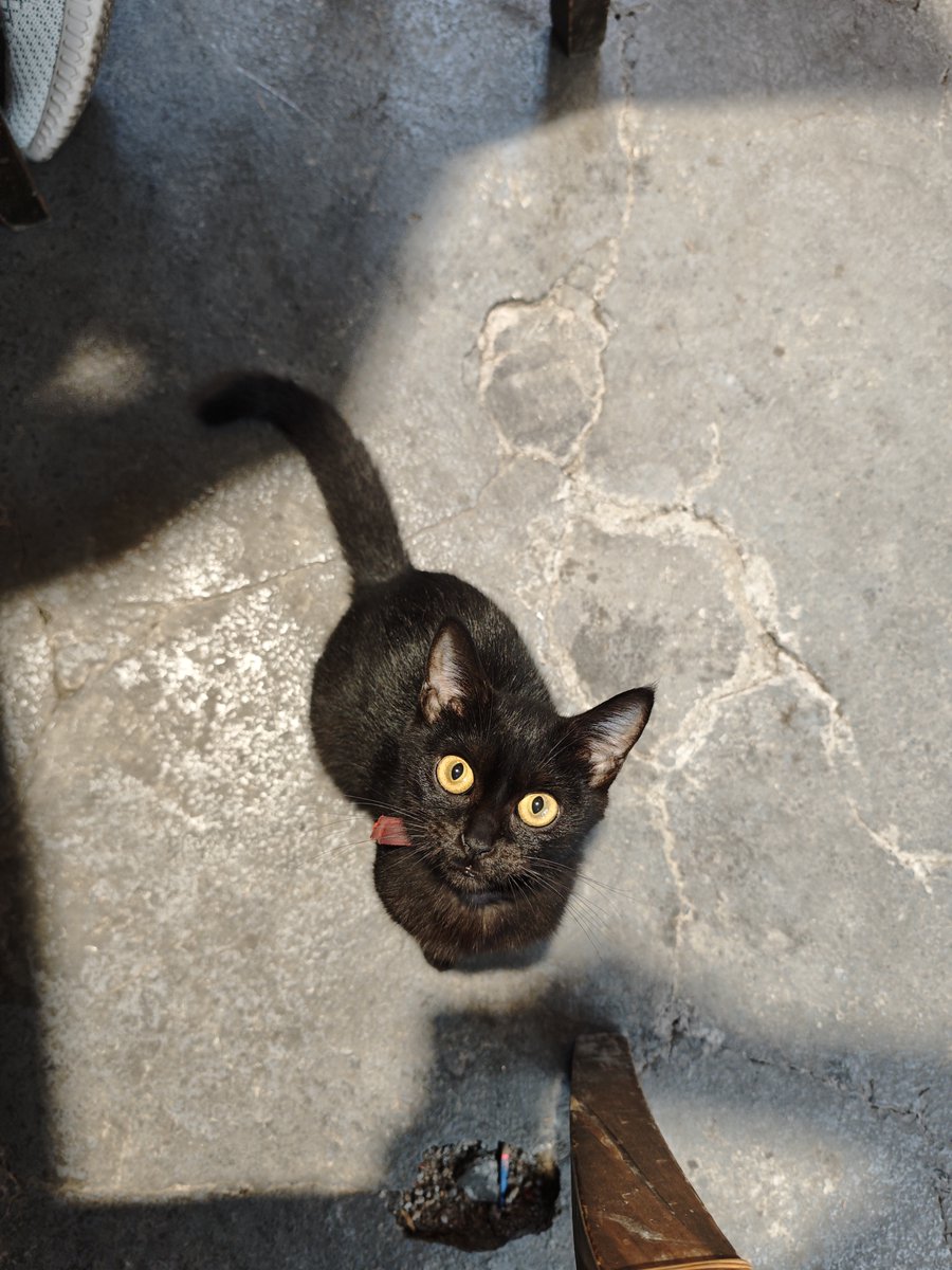 William Oreo tweet media