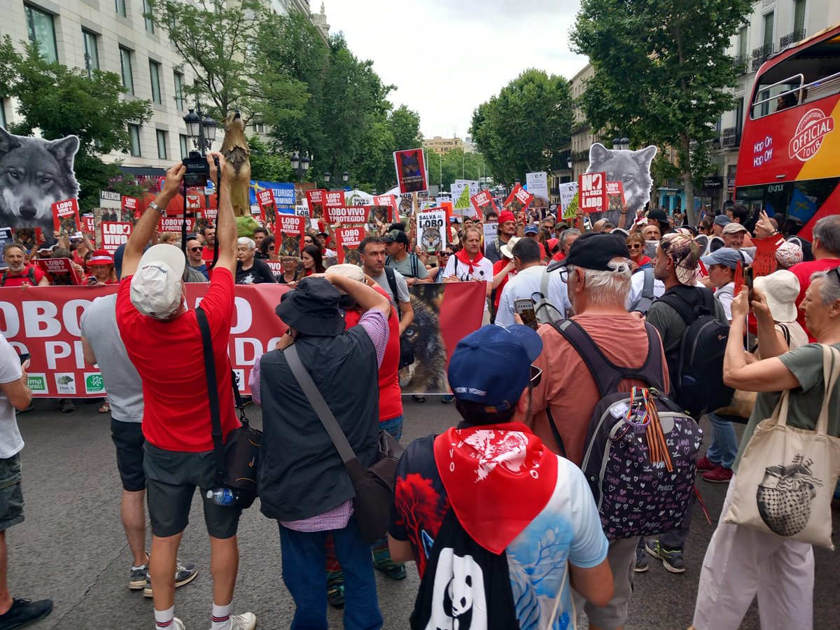 💔 Matar a una loba que amamanta es matar una familia entera.
La crueldad no puede seguir disfrazada de política rural.
#LoboVivo #ÉticaYa #lobovivo #loboprotegido #ManifestaciónLobo