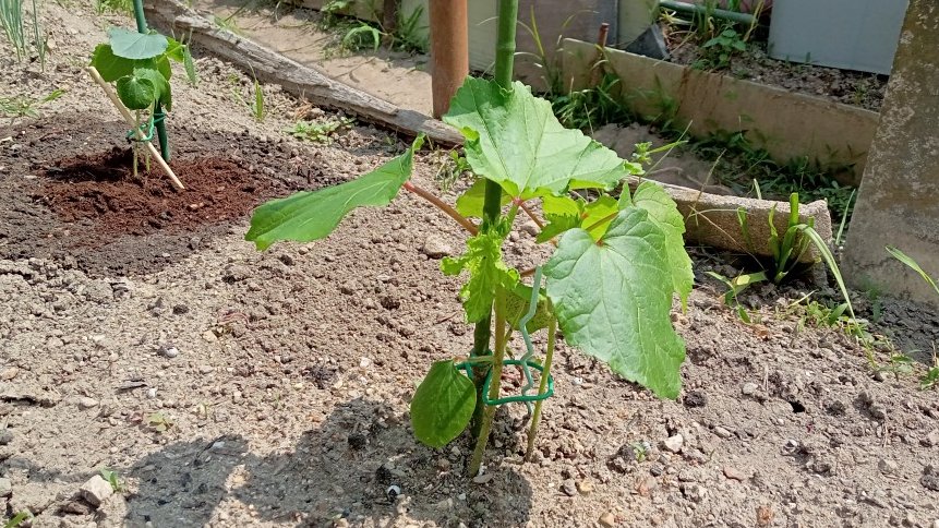 SmalltownShu's tweet photo. 丸さやオクラ。6月中旬に植え付けたのですが、気温が上がればグングン成長します。競馬に例えれば、しんがり追走から「ごぼう抜き」になるでしょうか😅 https://t.co/r0QRbvzTw8