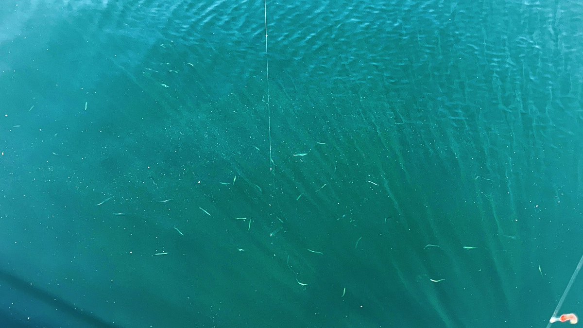 yamazaki_haruka's tweet photo. 最近…🐟🐟🐟
🎣海釣りハマってる🎣🎣🎣
キス、コサバ、イワシ、メバル…
地元綺麗🌊

ひょんなことから木曜のミリラジおまけで出身が出ました私笑

＼私ね〜……横  須  賀  出身なのーーーー！／

わかる人は今までの発言集めたら気付くかもだけ���言ったのは声優15周年にして初ー！笑 https://t.co/qTJzUHUZ1E