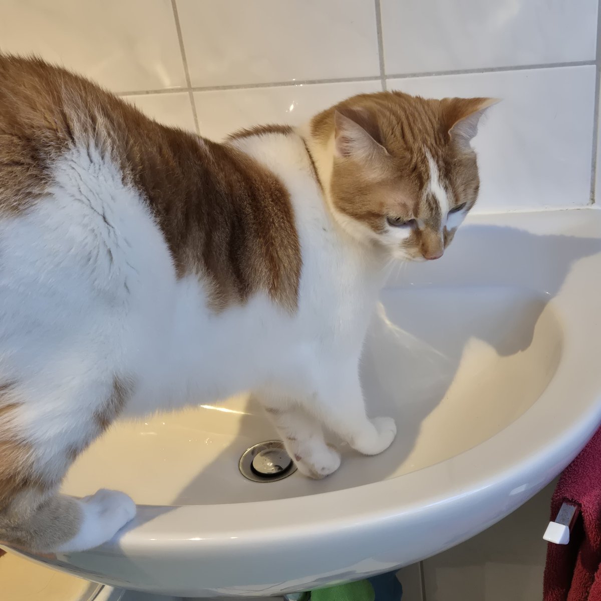 So hot today 🙀🔥🔥🔥🌞🌴
#summer #catboxsunday #CatsOfTwitter #cats #CatsAreFamily #AdoptDontShop 🐈🐾🐾