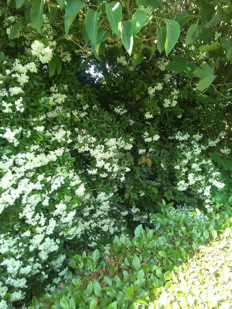 Booksmiscellany's tweet photo. #ShakespeareSunday
Happy Shakespeare Sunday: Walter Crane and Hawthorne flowering in our garden. https://t.co/F8k8ZPKYj6