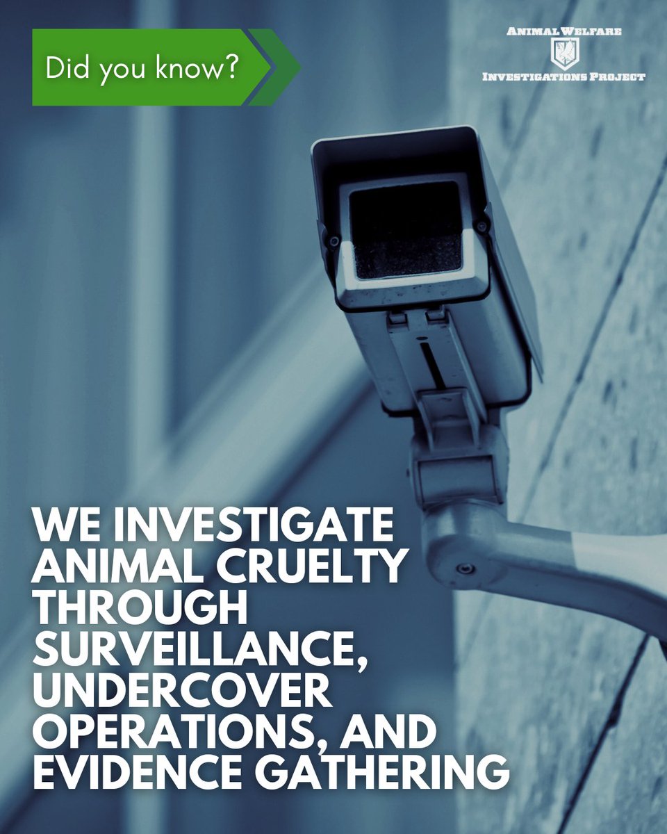 awipngo's tweet image. 🔍 Did you know we investigate animal cruelty through surveillance, undercover work, and evidence gathering?

Every investigation brings us closer to a world where all animals are treated with the compassion they deserve.

#AnimalWelfareInvestigations #AWIP