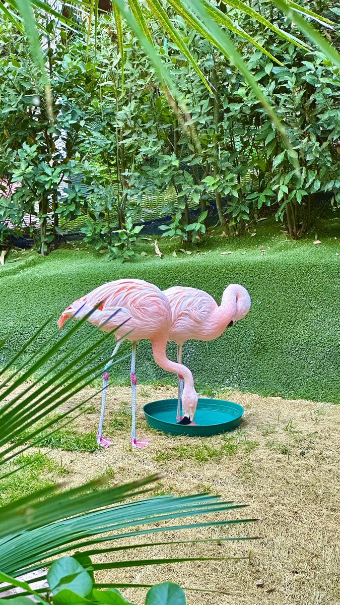 Happy Sunday Everyone! ☀️🦩