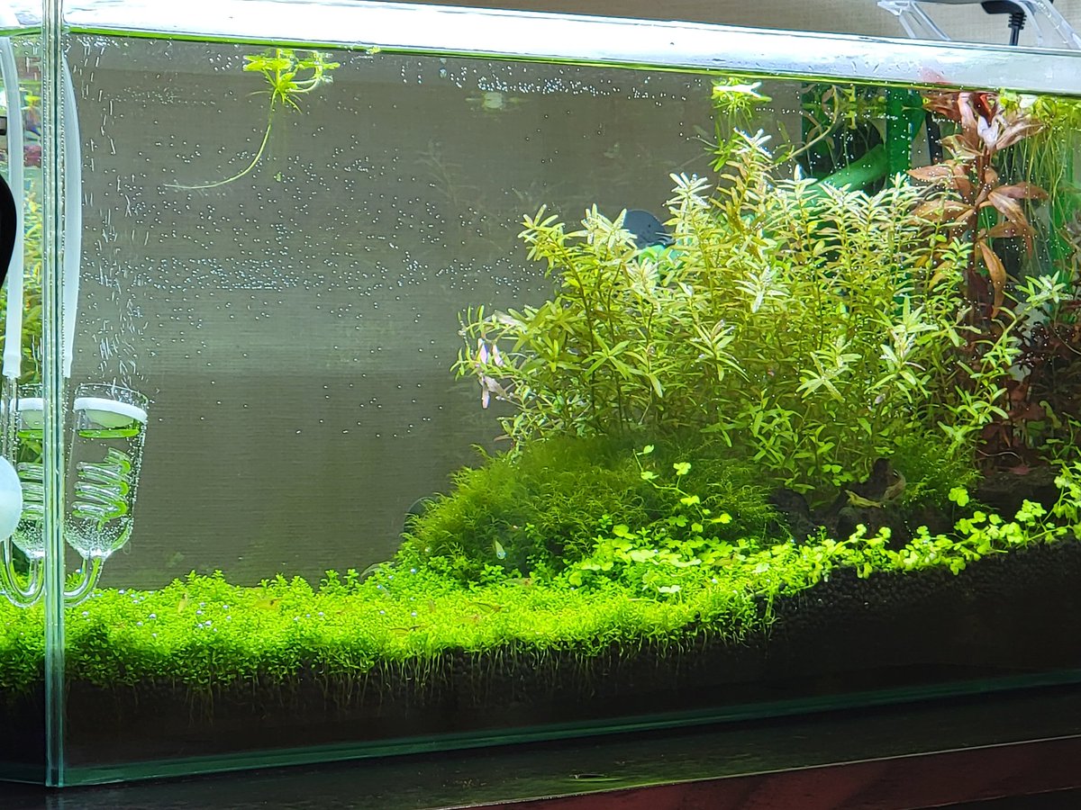 daisuke_devil's tweet image. アクアリウムやめて観葉植物を再開
#アクアリウム
#観葉植物