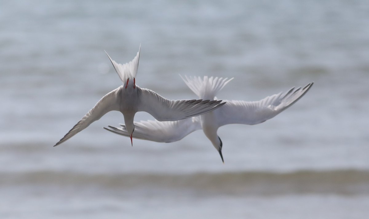 Alan Pavey tweet media