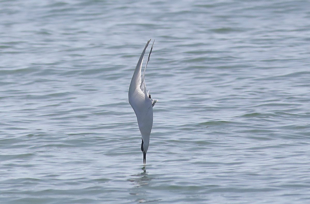 Alan Pavey tweet media