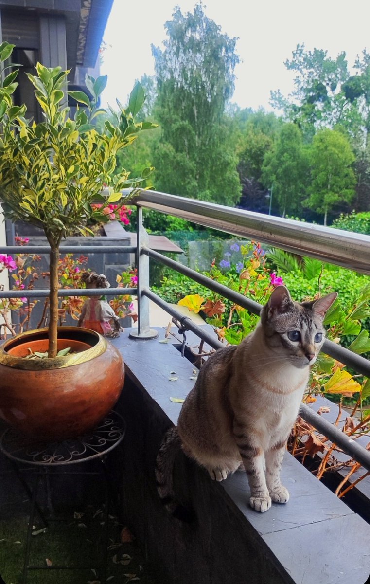 CLIMA PERFECTO Y VISTAS PERFECTAS

Es la gata más FELIZ del mundo ! 😊♥️