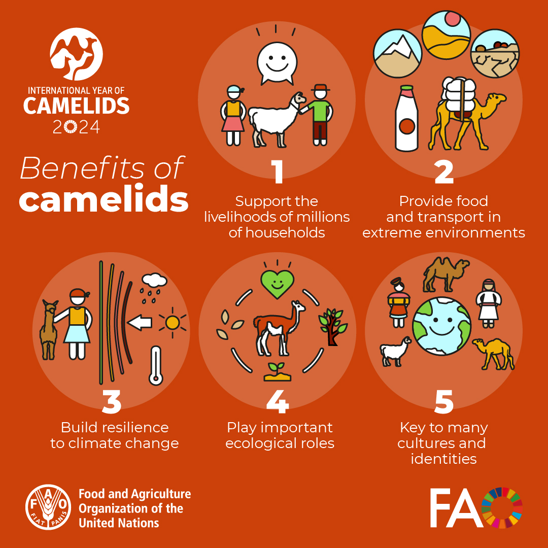 Heroes of deserts and highlands, camelids contribute to food security, nutrition, and economic growth worldwide. 🐪🐫

Here are just 5 reasons why we need to raise awareness and recognize their value! #InternationalCamelDay