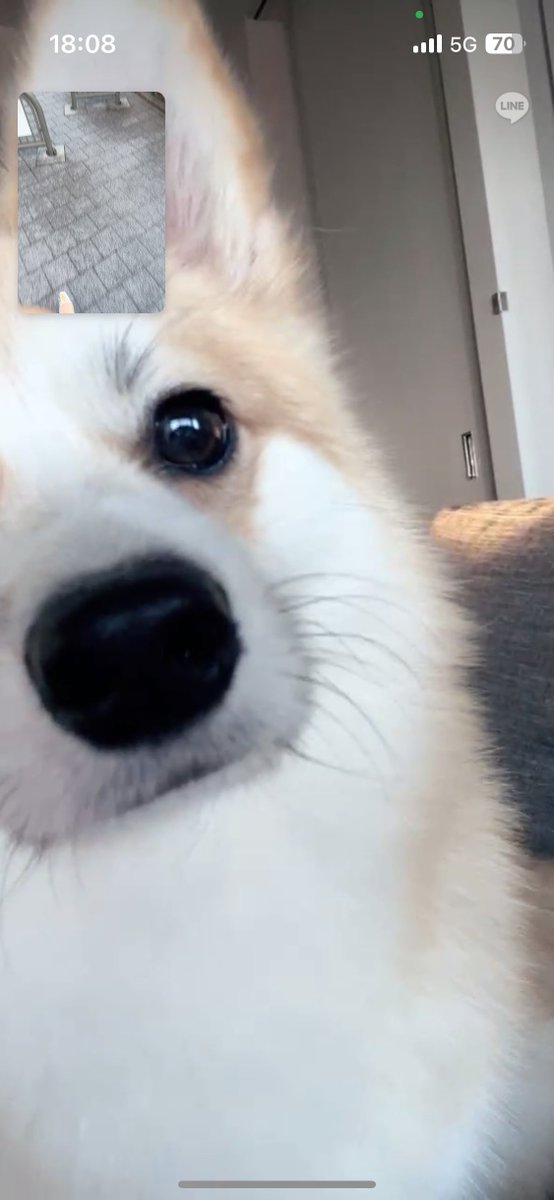 little_wooo_'s tweet photo. 犬とビデオ通話❕─────とてもいい─────。 https://t.co/RJolnMIulu