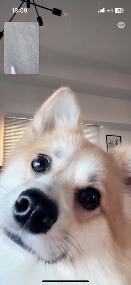 little_wooo_'s tweet photo. 犬とビデオ通話❕─────とてもいい─────。 https://t.co/RJolnMIulu