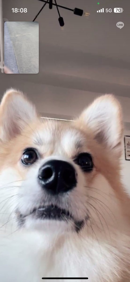 little_wooo_'s tweet photo. 犬とビデオ通話❕─────とてもいい─────。 https://t.co/RJolnMIulu