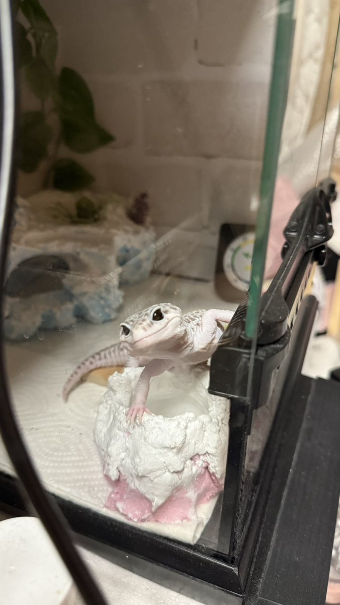 ak88315's tweet photo. 今日のちまき（* ॑  ॑* ）

出せ出せの後に体勢崩してこうなったやつだけど、ヒーロー着地に見えるw
アベンジャーズに入れるよ、ちまき!!（親バカ）

#レオパ 
#レオパードゲッコー 
#ヒョウモントカゲモドキ https://t.co/28nArmSm8J